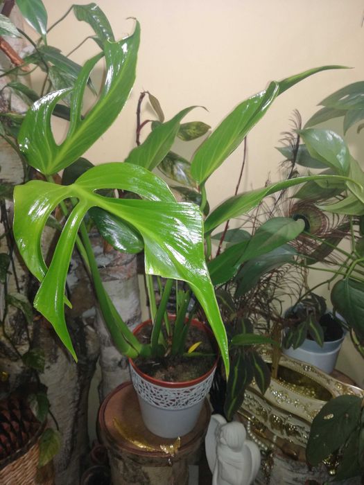 Monstera Burle Marx Flame philodendron RZADKOŚĆ kolekcjonerska natura