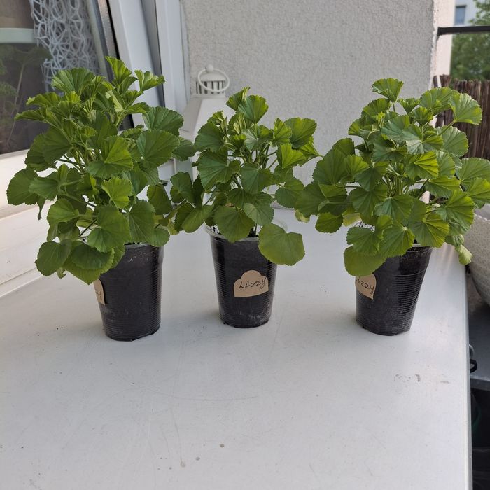 Pelargonia kolekcjonerska