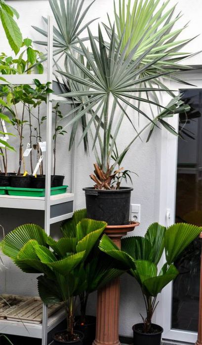Rara palmeira de leque japonesa ou Licuala grandis