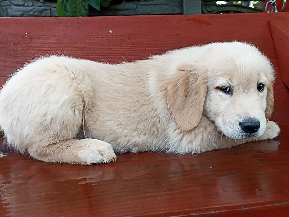 Szczeniak Golden Retriever