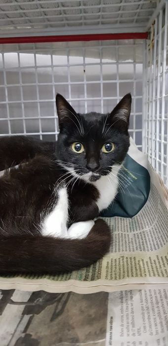 TATA- gatinha jovem e muito meiga para adoção responsável