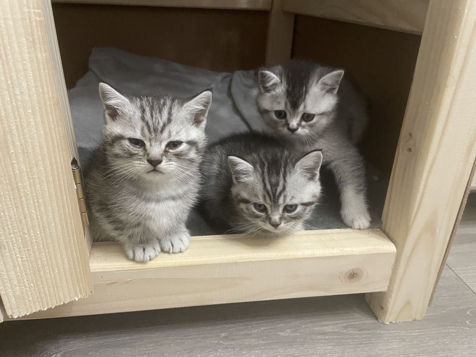 Британські короткошерсті кошенята шукають родину