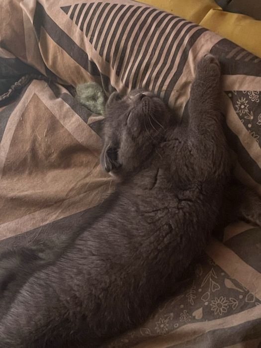 Котенок британец вислоухий