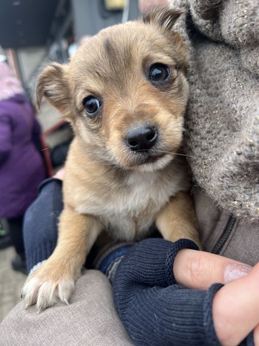 Цуценята в люблячу сімʼю