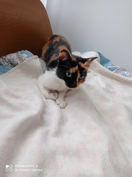 Отдам в добрые руки взрослую кошку полторагода, ловит мышей