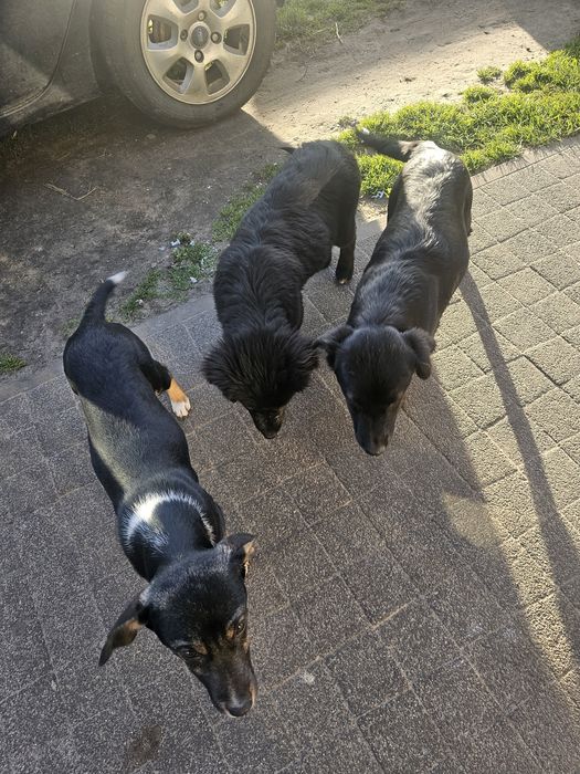 Pieski bardzo ładne