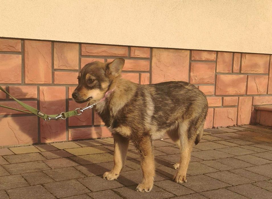 Bambi - młoda suczka szuka domu