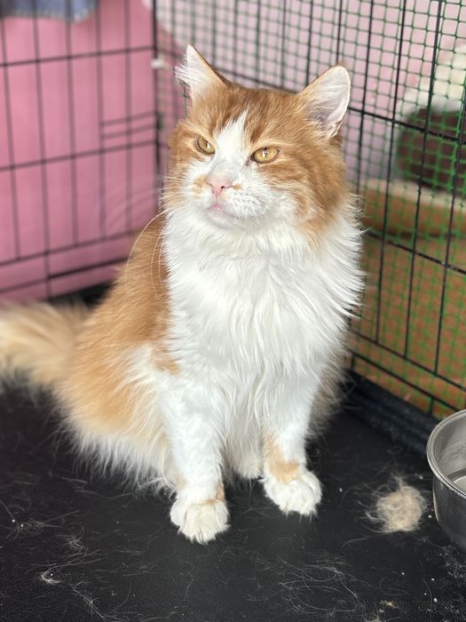 Шовковистий кіт у найкращу сімʼю