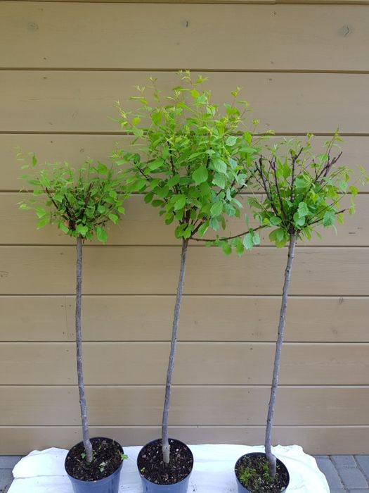 Prunus triloba migdałek trójklapowy