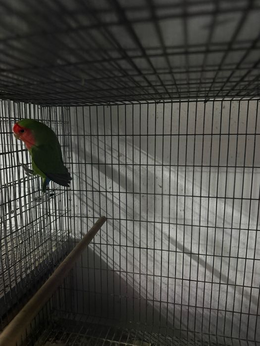3 agapones long