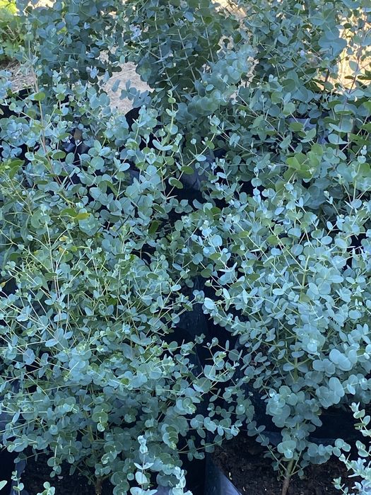 Eucalyptus Gunni (Gum) - Евкаліпт Гунні Гунни Ганна деревья
