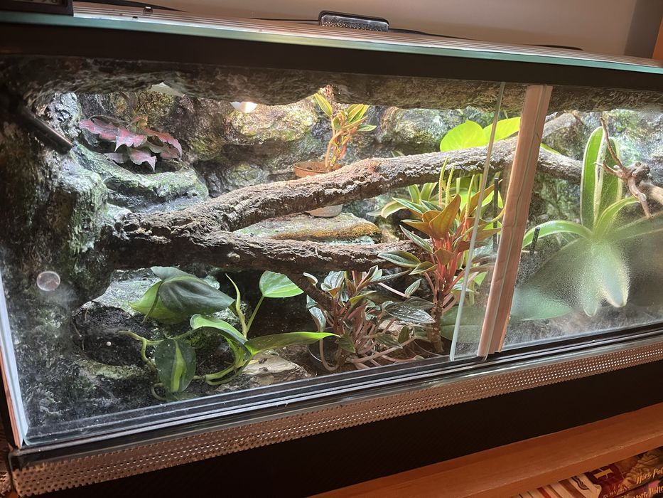 Paroedura pictus z terarium