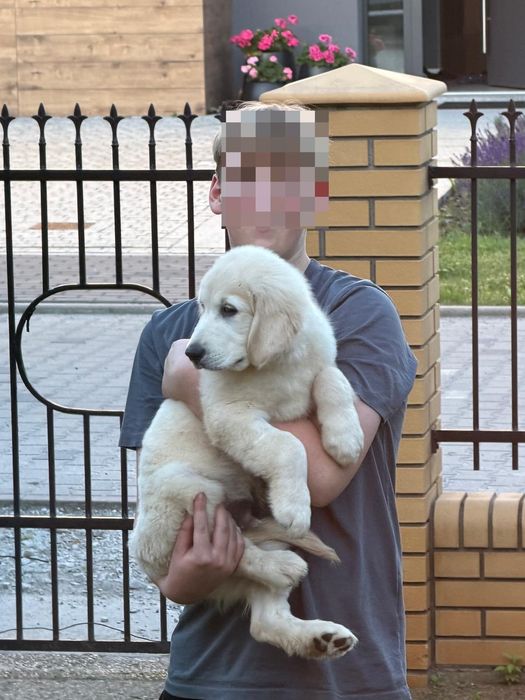 Piekna Suczka Golden Retriever FCI