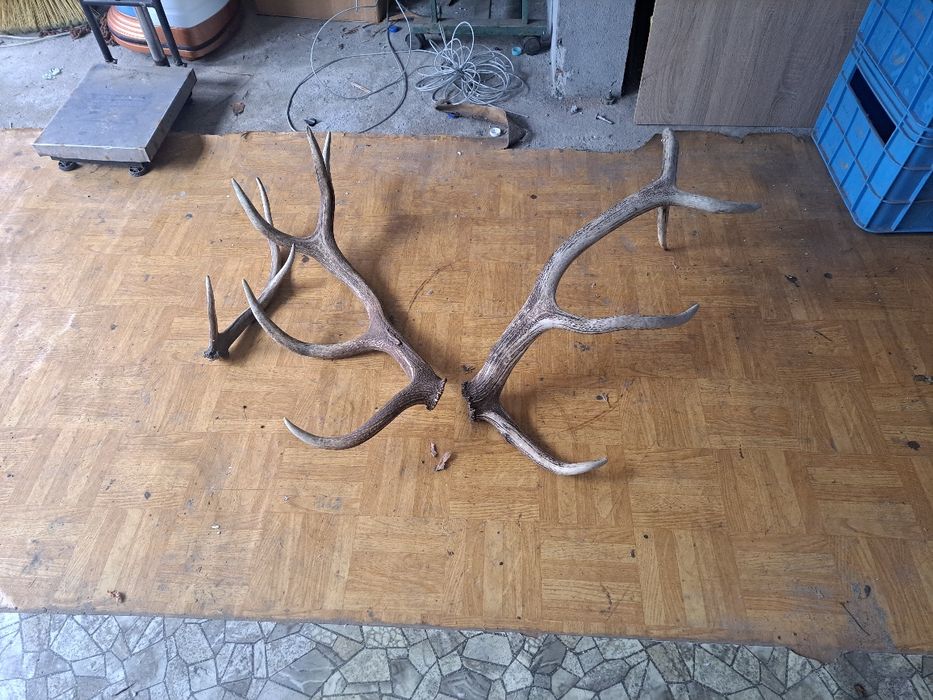 Poroża byków,5,30 waga