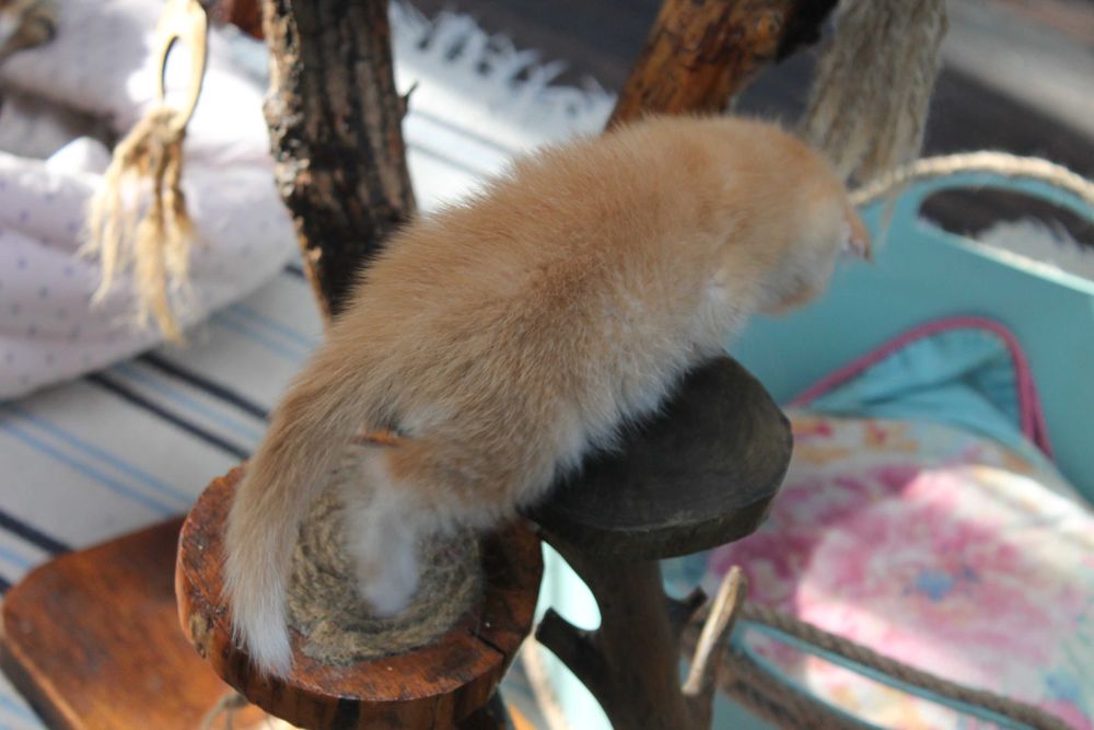 Шотландський фолд з яскравим відтінком золота