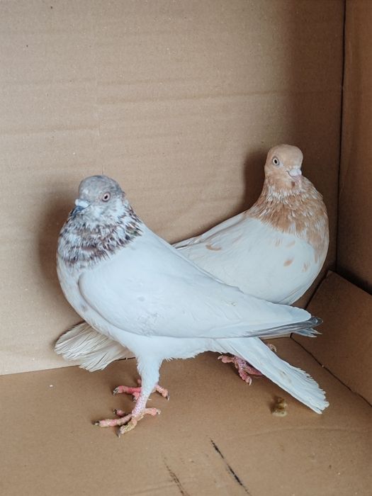 Budapeszt wysokolotny