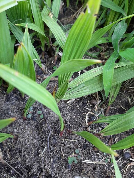 10 Plantas Palmeiras Washington Robusta, oferta dos portes