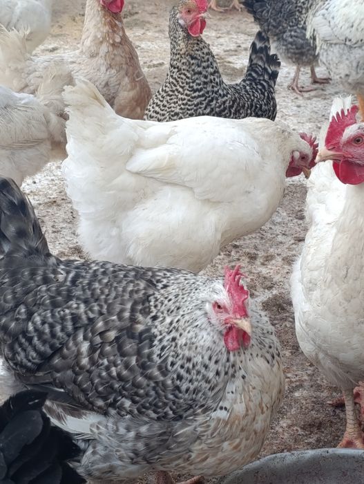 Продам домашніх курей несушок