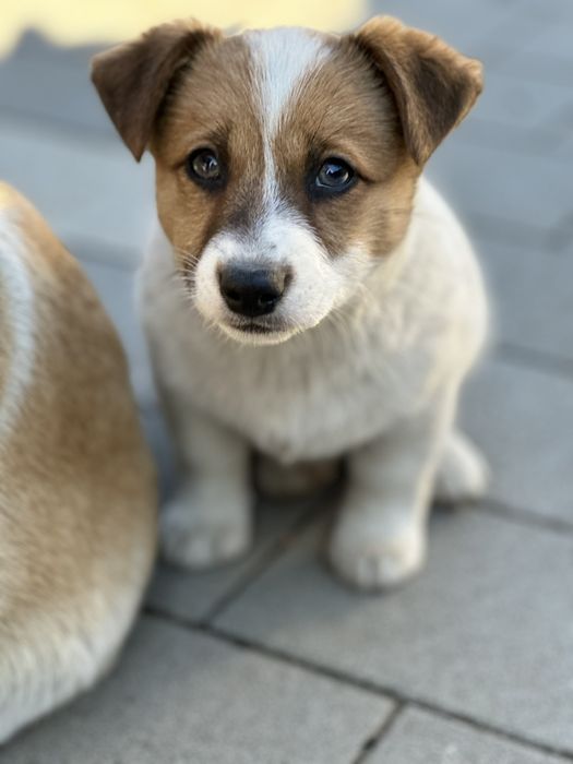 Віддам безкоштовно цуценят