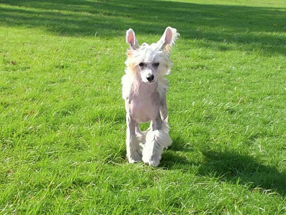 Piękny chiński grzywacz chłopak nagi  ZKwP/FCI