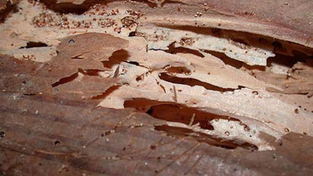 Extermínio de Térmitas