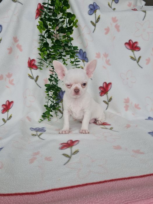 Excelente mini menino Chihuahua/Chiuaua de Qualidade, Linhagem Russa
