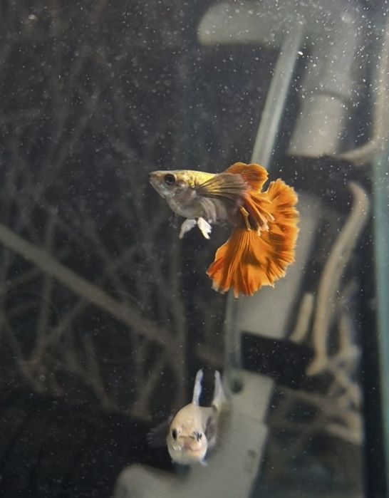 Гуппи Dumbo platinum red tail