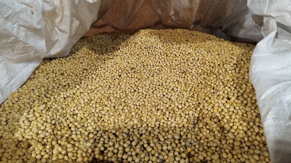 Соя Ватсон ультрарання