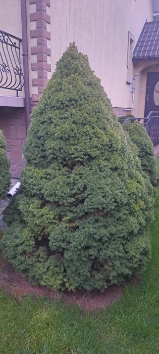 Świerk conica 150-180 cm