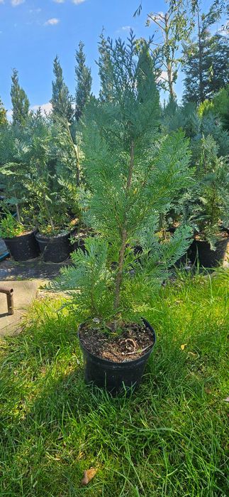 Cyprys Lawsona columnaris - producent