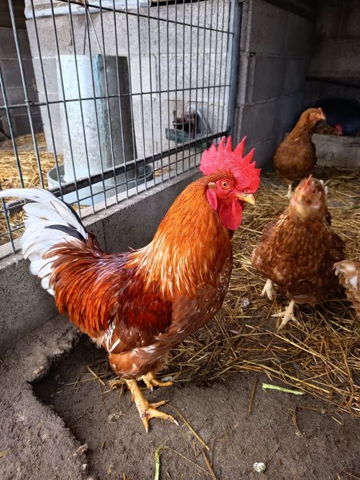Vendo casal adulto raça Rohdes