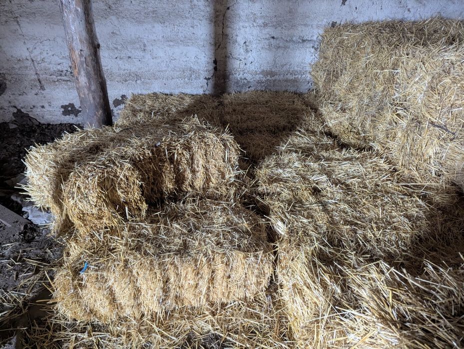 Солома 100 грн  .+ Доставка