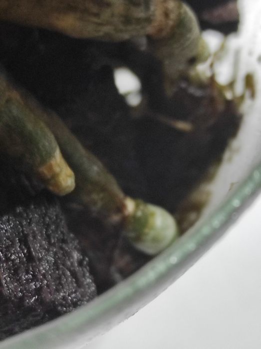 Орхідея фаленопсис орхидея фаленопсис