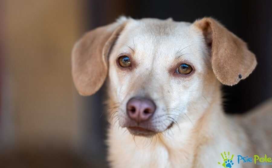 Piękna biała sunia KREJZOLKA szuka domku!