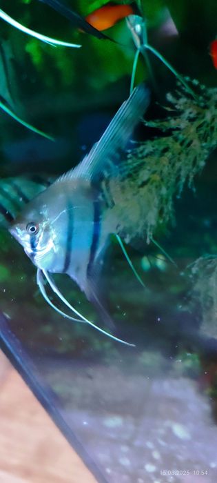 Скалярия Рио Нанай голубовато -зеленая