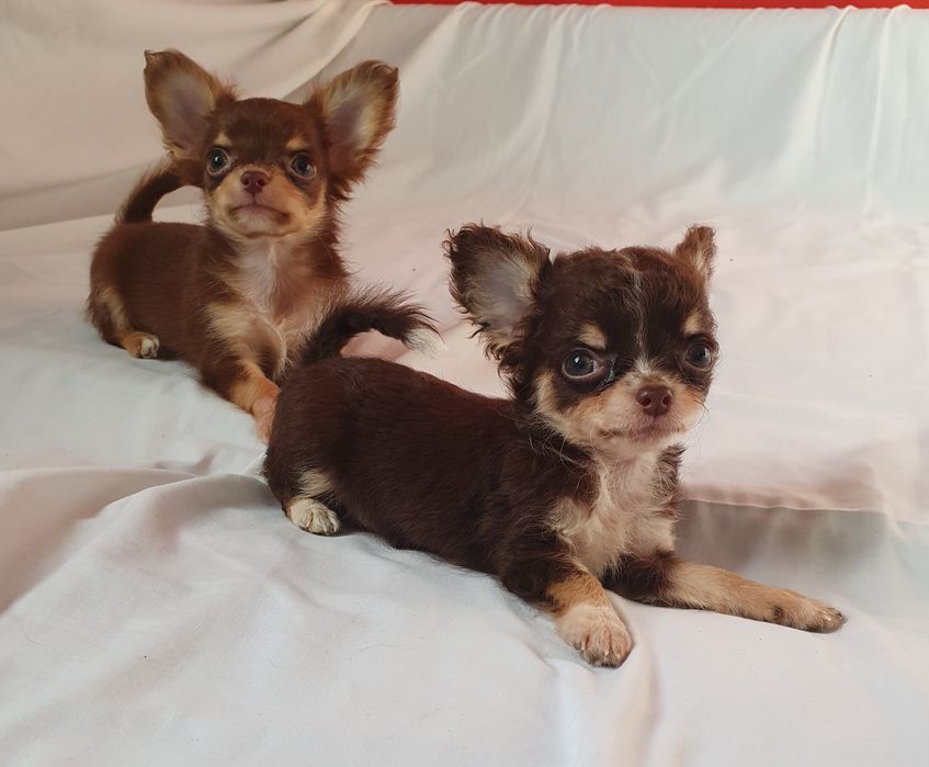 Мини мини девочка чихуахуа