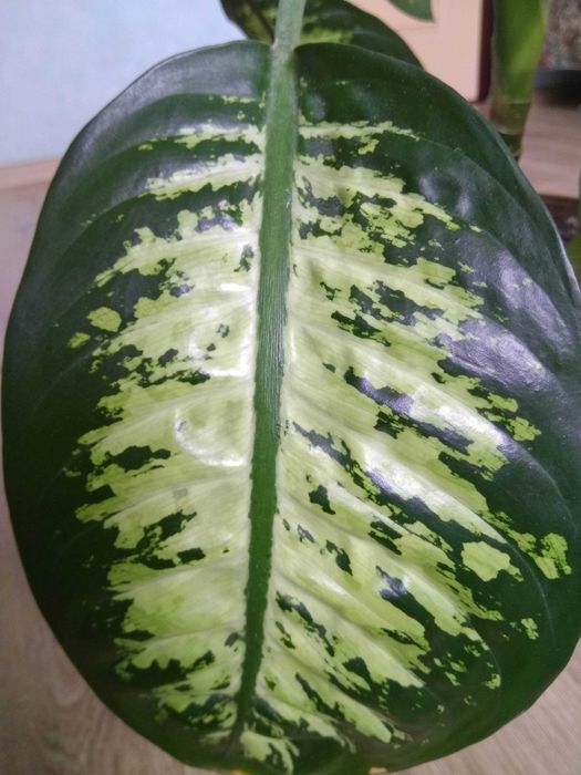 красивое взрослое комнатное растение диффенбахия/цветок