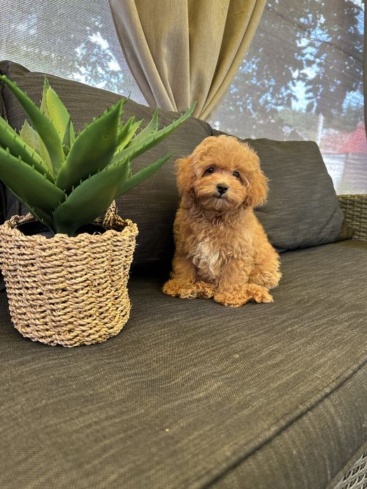 Мальтипу ф1 міні чудо хлопчик