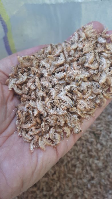 Гаммарус сухой 1 кг 2025 ( корм для рьібок , черепах, птиц,улиток ахат