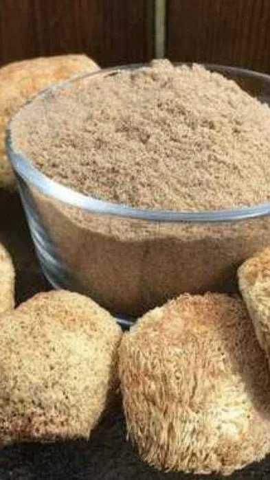 Ежовик Ежовік ,їжовік   іньші гриби