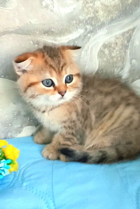 золота шиншила котики
