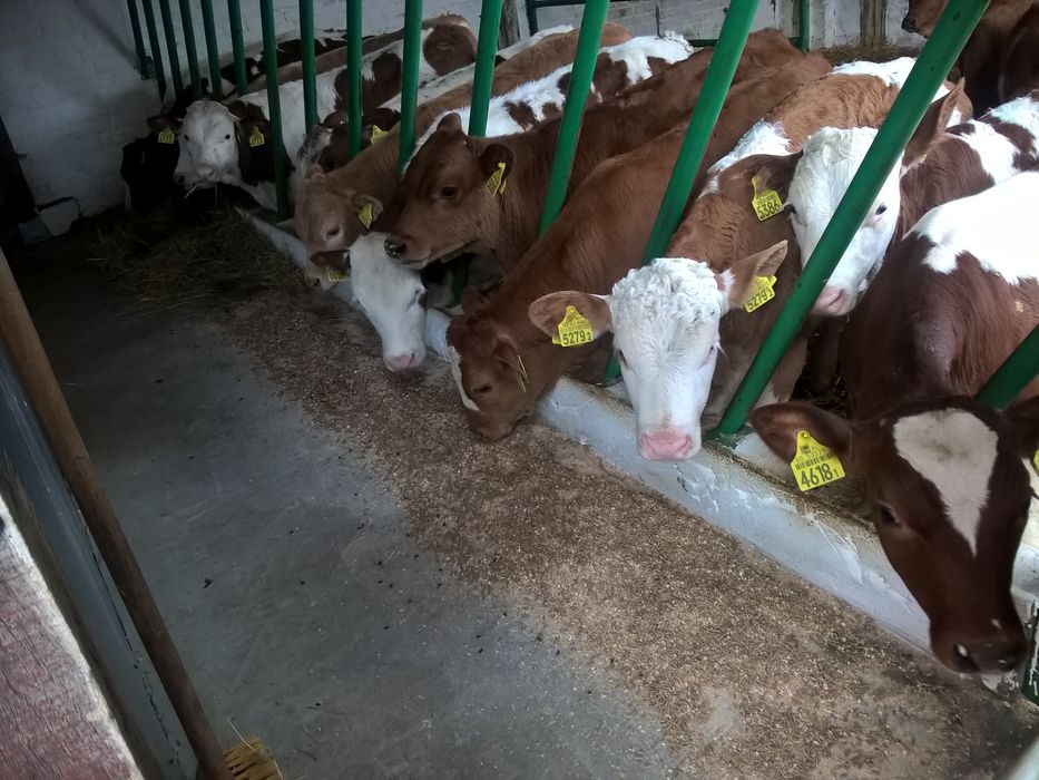 Byczki bydło mięsne simental bbb