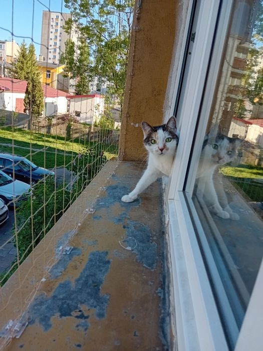 Siatka zabezpieczająca balkon, siatka dla kota