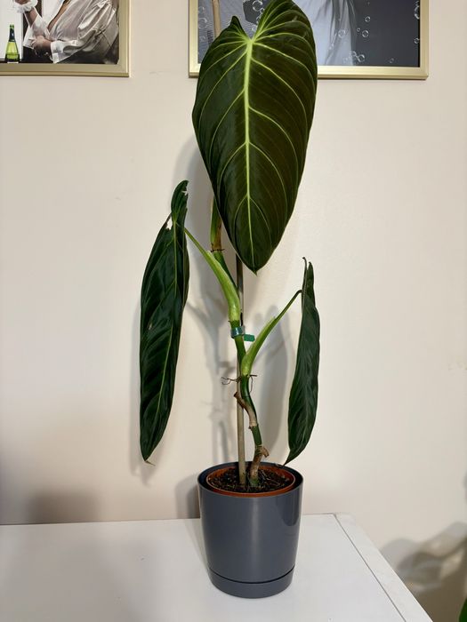 Philodendron melanochrysum