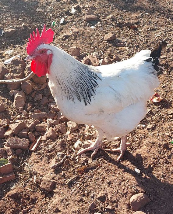 Galos e FrangOS e FrangAS do Campo