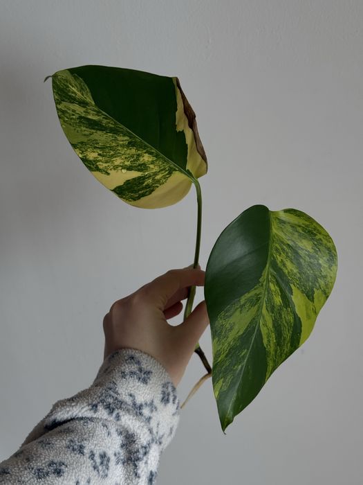 YELLOW SPLASH / монстера жовта