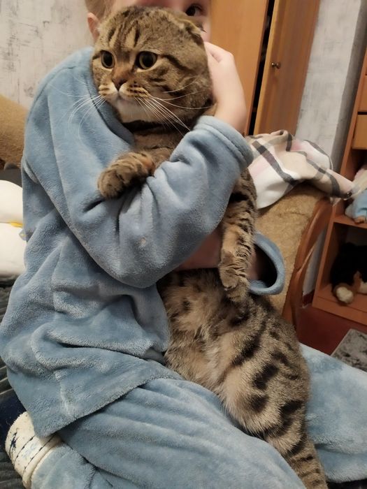 Британський котик шукає кішечку