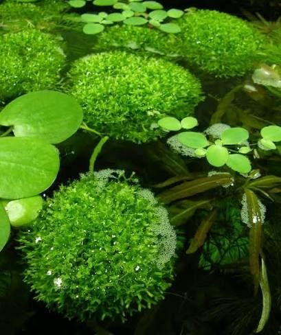 Wątrobowiec Wgłębka (Riccia fluitans)