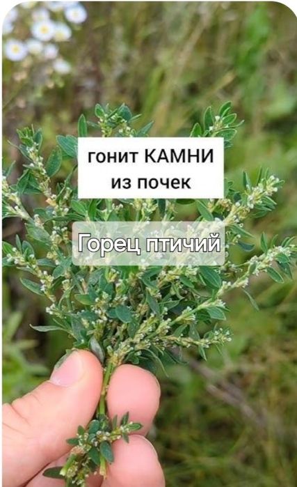 Ароматні та душисті травы, лікувальні сбори