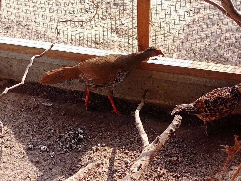 Bażanty srebrne kogut